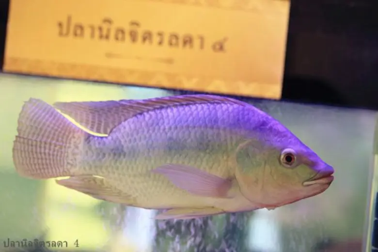“จิตรลดา 3” และ “จิตรลดา 4” จากปลานิลพันธุ์พระราชทานสู่พันธุ์ปลาเพื่อการเพาะเลี้ยงทางเศรษฐกิจ