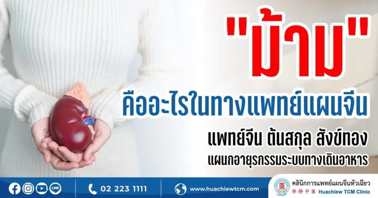 ไขข้อสงสัย "ม้าม" คืออะไรในทางแพทย์แผนจีน โดย คลินิกการแพทย์แผนจีนหัวเฉียว