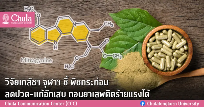 วิจัยเภสัชฯ จุฬาฯ ชี้ พืชกระท่อมลดปวด-แก้อักเสบ ถอนยาเสพติดร้ายแรงได้