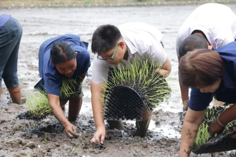 ธรรมศาสตร์ เปิดตัว “นวัตกรรมการดำนาน้ำน้อย” การันตีลดการใช้น้ำปริมาณ 3 เท่า รับมือน้ำแล้งปี 59