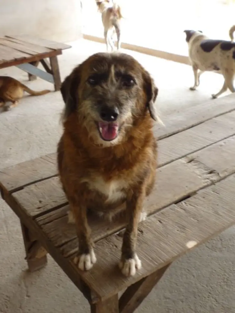 มูลนิธิบ้านอบอุ่น เพื่อสุนัขจรจัด ริเริ่มโครงการ SPONSOR A DOG – ร่วมกันช่วยอุปถัมภ์น้องหมาตามกำลังทรัพย์’ สถานดูแลรักษาสุนัขทางตอนเหนือของกรุงเทพฯ วอนขอการสนับสนุนจากเพื่อนมนุษย์