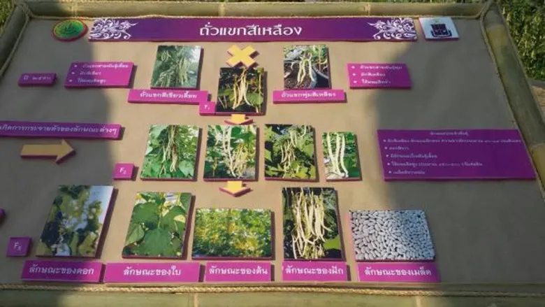 สมเด็จพระเทพรัตนราชสุดาฯ สยามบรมราชกุมารี ทรงพระราชทานชื่อพันธุ์พืชซึ่งปรับปรุงพันธุ์โดยทีมนักวิจัย ม.แม่โจ้