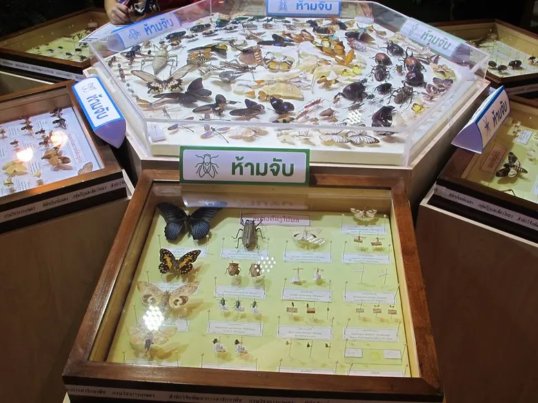 ตะลึง !!! แมลงยกทัพบุก TK park ในนิทรรศการ “โลกของแมลง” A Bug’s Life