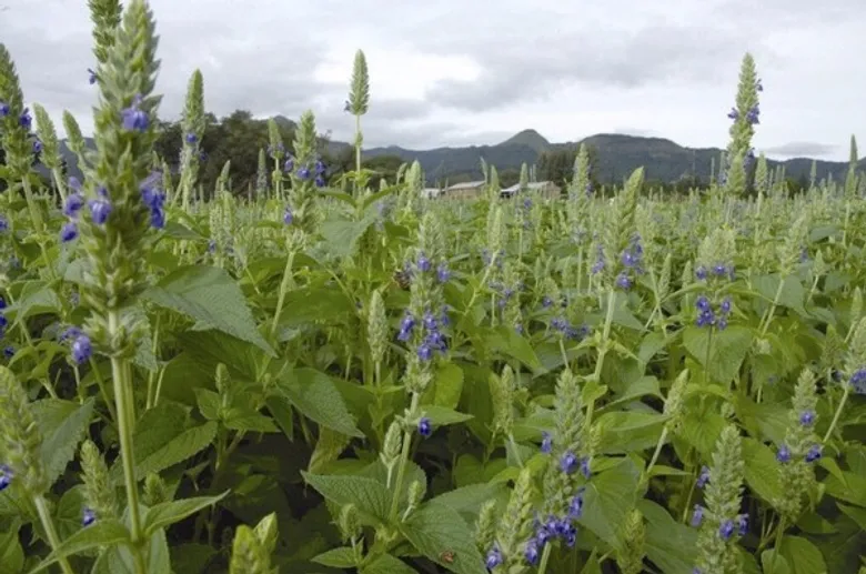 สุขภาพดีด้วย 'เมล็ดเจีย SWIZER’ Super Food จากเม็กซิโก