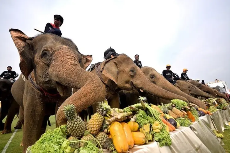 ศึกการแข่งขันโปโลช้างชิงถ้วยพระราชทานพระบ...