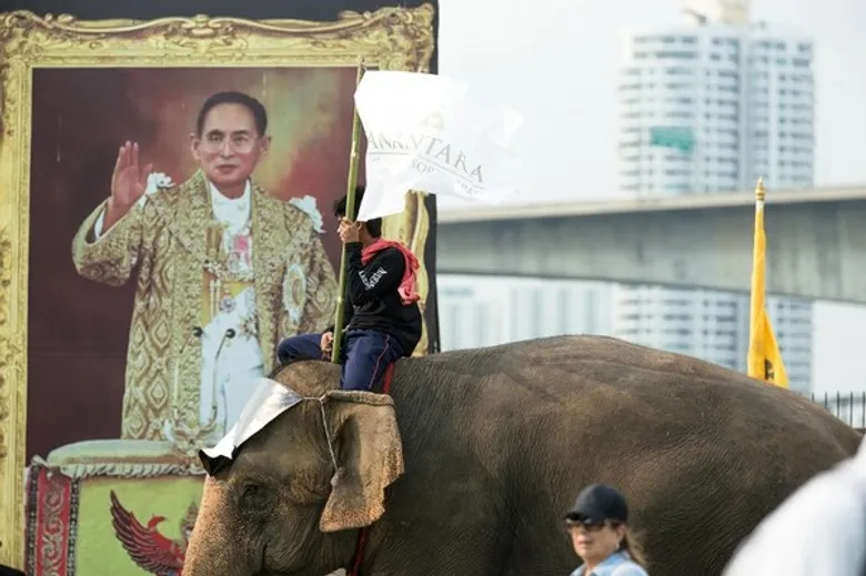 เปิดฉากการแข่งขันโปโลช้างชิงถ้วยพระราชทานพระบาทสมเด็จพระเจ้าอยู่หัว ครั้งที่ 14