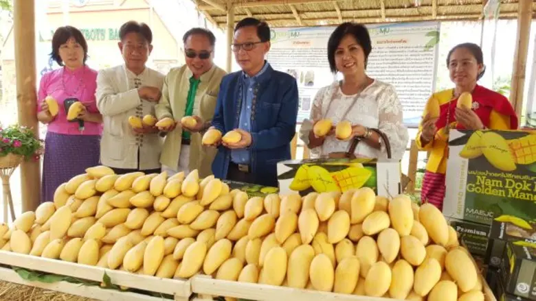 ม.แม่โจ้ เปิดงานมหัศจรรย์มะม่วง 3 ยุค สมโภชเชียงใหม่ 720 ปี ช้อป ชิม มะม่วงหลากหลายเมนู พร้อมพบกิจกรรมหรรษาอีกมากมาย