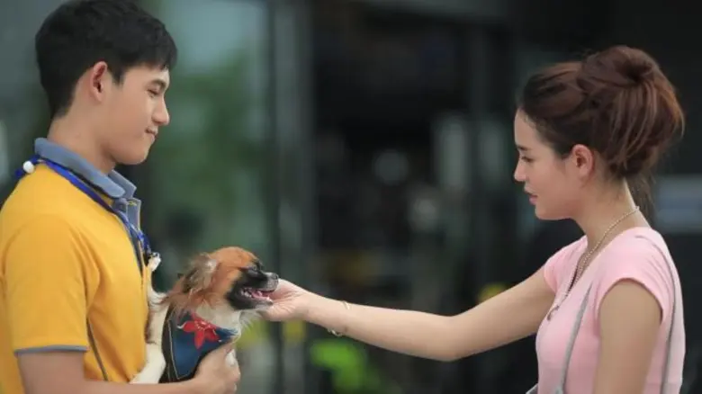 เดียร์ The Mazz อาร์สยาม ส่งความเจ็บ ผ่านเอ็มวี เลี้ยงง่ายง่าย ผู้ชายโง่โง่ กระแทกใจตัวสำรอง