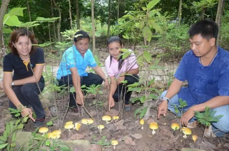 นาย ชลธิศ สุรัสวดี อธิบดีกรมป่าไม้ กล่าวว...