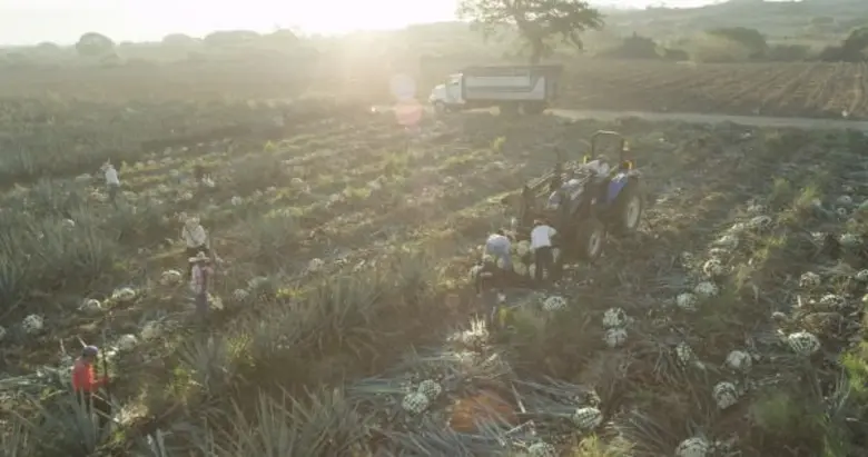Ford, Jose Cuervo Team Up to Make Car Parts from Agave
