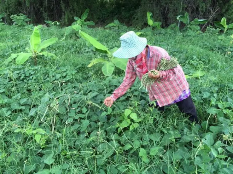 วิถีเกษตรอินทรีย์ "คนปลูกปลอดโรค ผู้บริโภ...