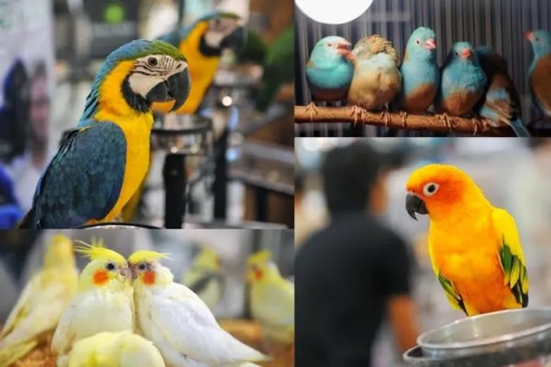 มหกรรมคนรักนก สุดยิ่งใหญ่แห่งปี ครั้งที่ 6 We Love Pets Birds of Paradise