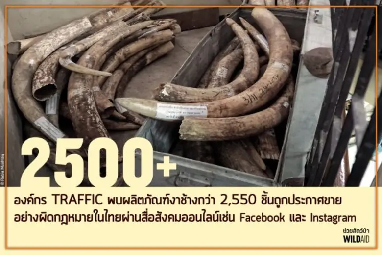 ถือเป็นข่าวดีสำหรับคนรักช้าง เมื่อผลการสำ...