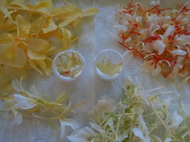 โครงการพัฒนาเครื่องดื่มจากพืชในท้องถิ่น (Beverage Development from Native Plants) ในปีงบประมาณ 2559-2560
