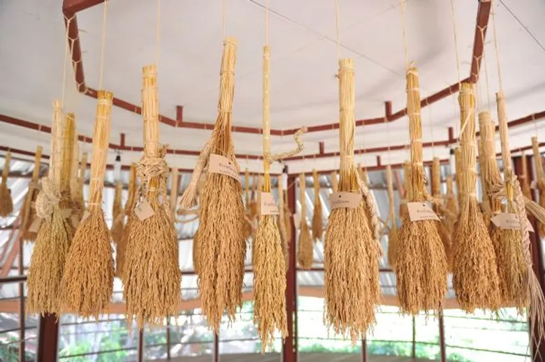 100 ปี สตรีเพ็ญภาค ปลูกสมุนไพร สร้างป่า สร้างรายได้