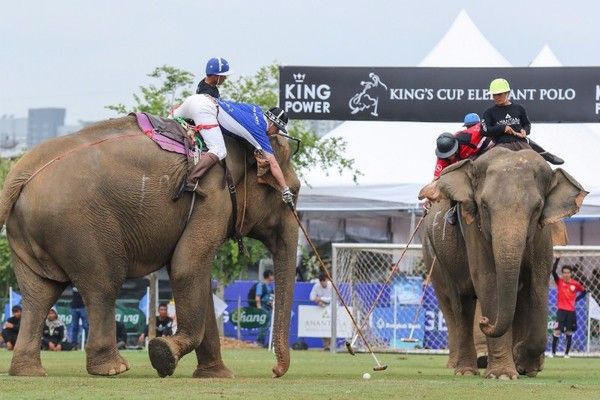 วันที่สามของการแข่งขันโปโลช้างชิงถ้วยพระร...
