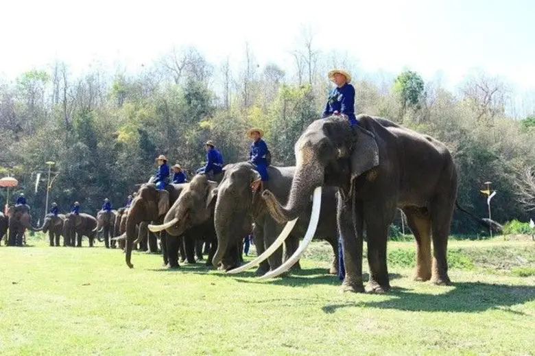 สถาบันคชบาลแห่งชาติ ในพระอุปถัมภ์ฯ อ.ห้าง...