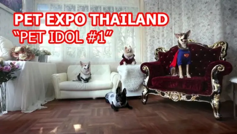 Pet Expo Thailand 2017 งานใหญ่ประจำปีของเ...