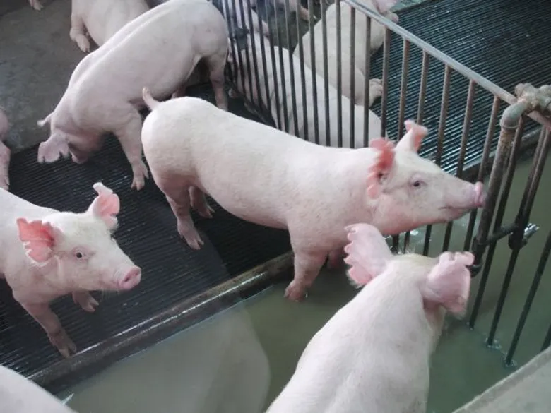 ซีพีเอฟแนะวิธีเลี้ยงสัตว์ช่วงอากาศร้อนลดเสี่ยงแก่เกษตรกร