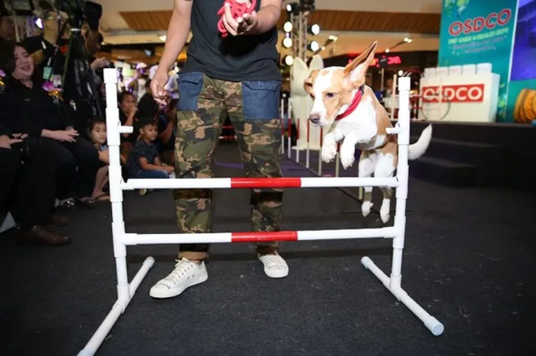 “ครั้งแรกกับงานนวัตกรรมการดูแลและสุขภาพสัตว์เลี้ยง” OSDCO Pet Care & Health Expo 2017 Innovative Pet Care