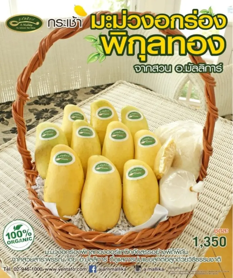 อร่อยล้นกับความหวานหอมของมะม่วงอกร่องพิกุลทองออร์แก...