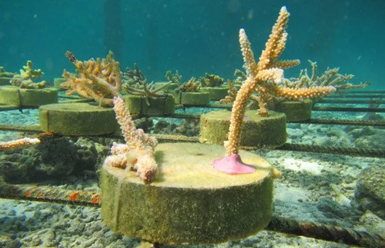Outrigger Resorts Celebrates World Oceans Month with OZONE Eco-Activities
