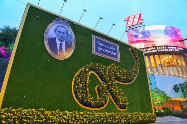 เมืองย่าโมรวมใจทุกบ้านปลูกดอกดาวเรืองเหลืองอร่ามที่...โคราช
