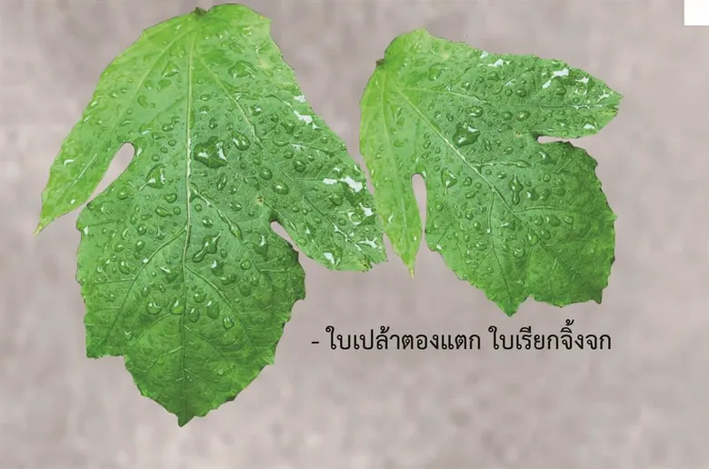 นศ.มทร.ธัญบุรี ออกแบบกล่องดักจิ้งจก