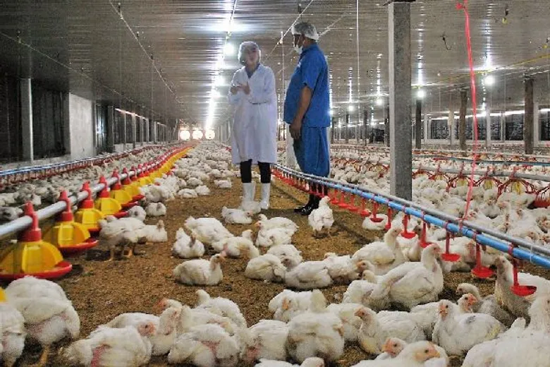 Animal Welfare..เลี้ยงสัตว์ตามหลักการสากล โดย น.สพ.พยุงศักดิ์ สมยานนทนากุล รองกรรมการผู้จัดการด้านมาตรฐานการผลิตสัตว์ปีกและผู้เชี่ยวชาญสวัสดิภาพสัตว์