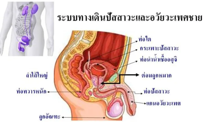 รพ.กรุงเทพ ชูเทคโนโลยีการผ่าตัดต่อมลูกหมากด้วยการส่องกล้อง ปลอดภัย เสียเลือดน้อย รักษาตรงจุด หยุดต่อมลูกหมากโต