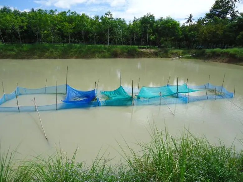 กรมประมงเดินหน้าขับเคลื่อนโครงการเกษตรอินทรีย์ หวังช่วยฟื้นฟูสิ่งแวดล้อม ควบคู่ไปกับการทำเกษตรตามหลักเศรษฐกิจพอเพียง ปัจจุบันรัฐบาลได้ให้ความสำคัญต่อภาคการเกษตรของไทย โดยได้สนับสนุนให้เกษตรกรยึดหลัก