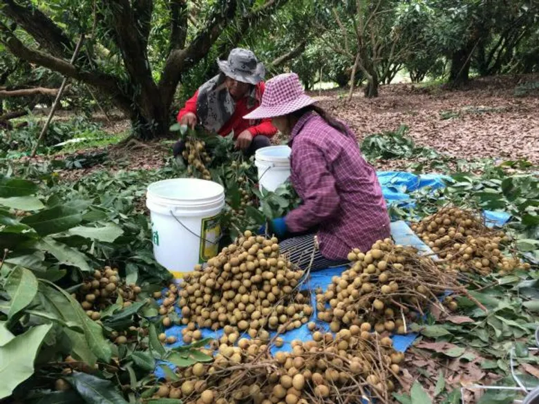 สหกรณ์ 8 จังหวัดภาคเหนือเปิดจุดรวบรวมลำไยจากเกษตรกร เร่งกระจายผลผลิตสู่ตลาดทั่วประเทศ