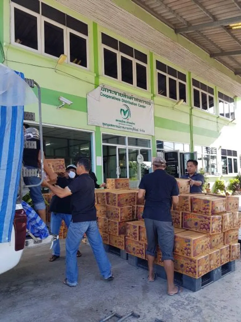 สหกรณ์ 8 จังหวัดภาคเหนือเปิดจุดรวบรวมลำไยจากเกษตรกร เร่งกระจายผลผลิตสู่ตลาดทั่วประเทศ