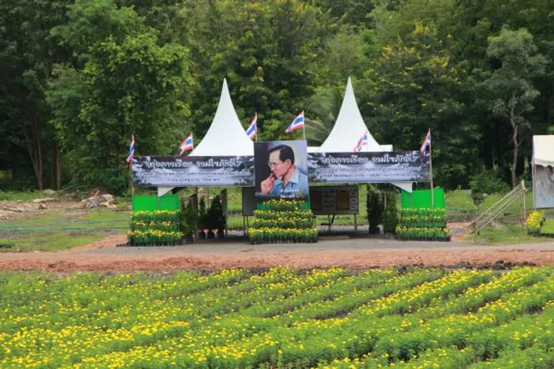 โอกาสครั้งประวัติศาสตร์ เปิดให้เข้าชมแล้ว “ทุ่งดาวเรือง รวมใจภักดิ์ บานสะพรั่ง ๔๕๐,๐๐๐ ต้น พร้อมเลข ๙ ใหญ่ที่สุดในประเทศไทย ถวายเป็นราชสักการะ เนื่องในพระราชพิธีถวายพระเพลิงพระบรมศพในหลวงรัชกาลที่ ๙