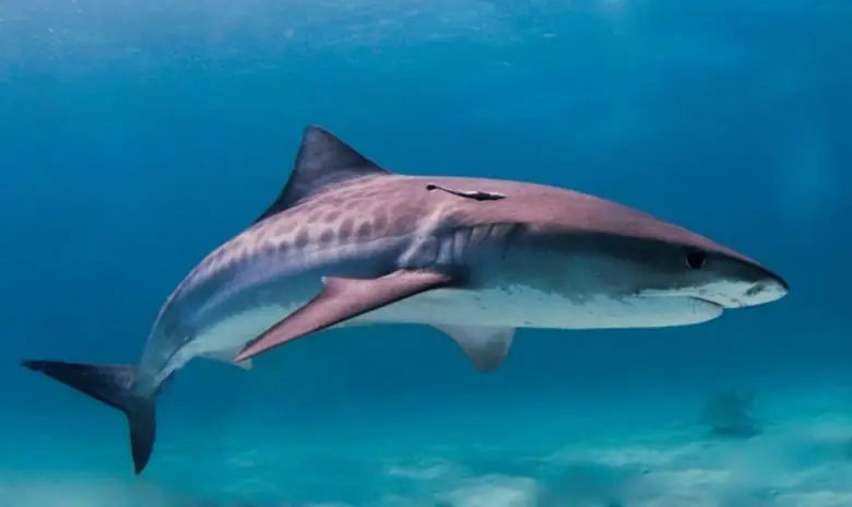 เมื่อความสามารถของ Shark Men ถูกท้าทายอย่...