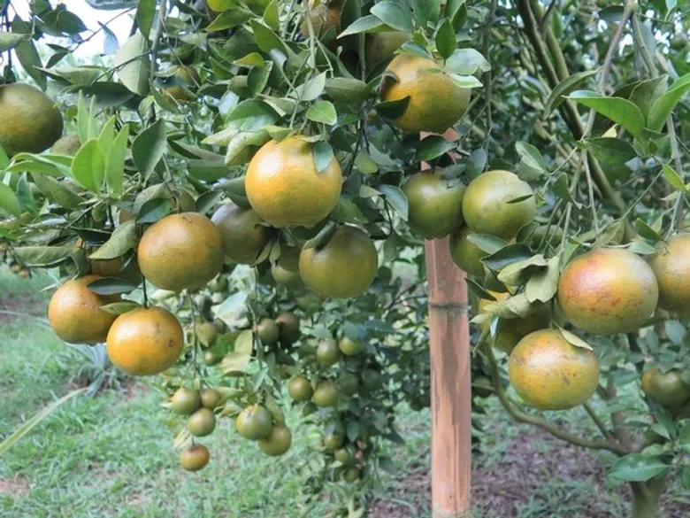 สำนักงานกองทุนฟื้นฟูและพัฒนาเกษตรกร (กฟก) ร่วมกับ หน่วยงานภาคีต่างๆ ทั้งภาครัฐและเอกชนจัดงานแถลงข่าวส้มสีทอง GI น่าน และ Kick off คาราวานส้มสีทอง GI น่าน สู่ห้างสรรพสินค้า TOP Supermarket หวังให้สมาชิก กฟก. ยกระดับสินค้าและ กระจายรายได้สู่ชุมชน