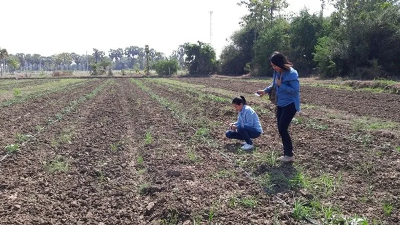 เชื้อราระบาด แตงโมหนองพลับ