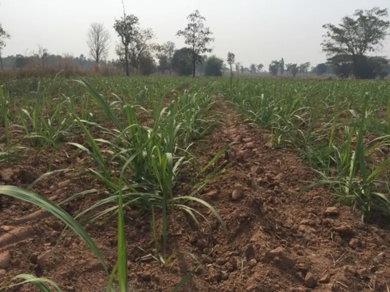 FSA เดินหน้าสร้างเกษตรปลอดภัยภายใต้มาตรฐาน GAP ปี 2562 ผลิต Smart Farmer 12 รุ่น 300 คน
