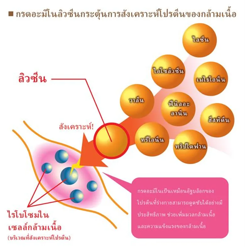 บริษัท Ajinomoto Co. จะสามารถส่งต่อวิถีชีวิตยืนยาวแบบญี่ปุ่นได้หรือไม่?
