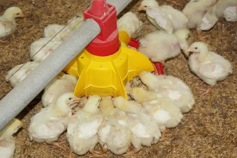 ซีพีเอฟประกาศนโยบายสวัสดิภาพสัตว์ ส่งมอบอาหารปลอดภัยมาตรฐานสากลสู่ผู้บริโภคทั่วโลก