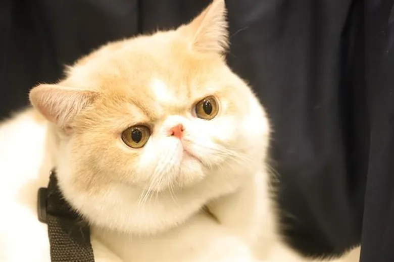 ตลาดสัตว์เลี้ยงโตต่อเนื่อง “นีโอ” รับอานิสงส์ ลุยจัด PET EXPO THAILAND 2018 รับกำลังซื้อกระฉูด 31 พ.ค.นี้