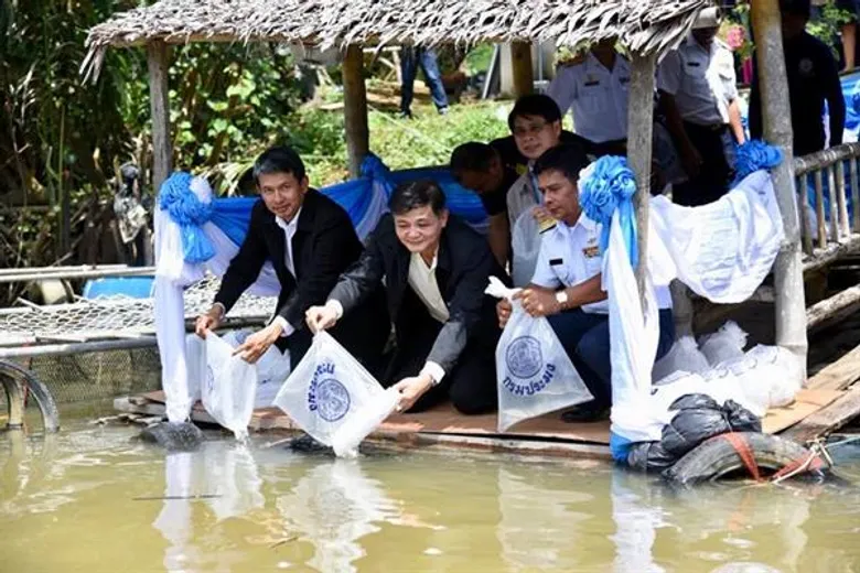 กรมประมงร่วมกับชมรมอนุรักษ์กุ้งก้ามกรามลุ่มน้ำฉวี จัดกิจกรรมกำจัด “หมอสีคางดำ” เดินหน้าตัดวงจรชีวิตหลังพบแพร่ระบาดทั้งในบ่อเลี้ยงและธรรมชาติ