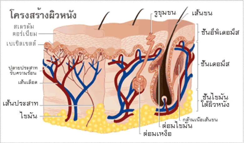 10 ลักษณะอาการเตือนผิวหนังขาดน้ำ รศ.นพ.ป่วน สุทธิพินิจธรรม นายกสมาคมแพทย์ผิวหนังแห่งประเทศไทย