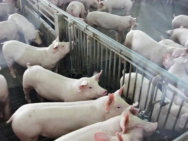 คนเลี้ยงหมูร้องรัฐบาลไทยยืนหยัดปกป้องเกษตรกรให้เหมือนประธานาธิบดีทรัมป์