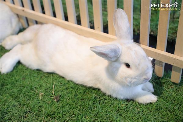 Pet Expo Thailand 2018 มหกรรมโชว์ความน่ารักของน้องๆ เหล่าคนรักสัตว์ต้องห้ามพลาด
