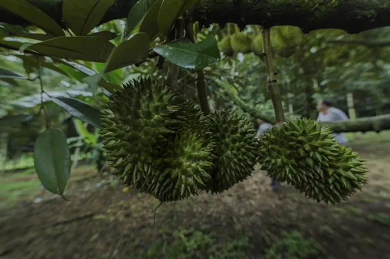 เซ็นทรัลพลาซา อุบลราชธานี ตอกย้ำความเป็นผู้นำด้านอาหารที่ครบครัน จัดงาน “Fruit Freshtival เทศกาลผลไม้สดจากสวน” เพื่อช่วยเหลือเกษตรกรให้มีที่จำหน่ายผลไม้