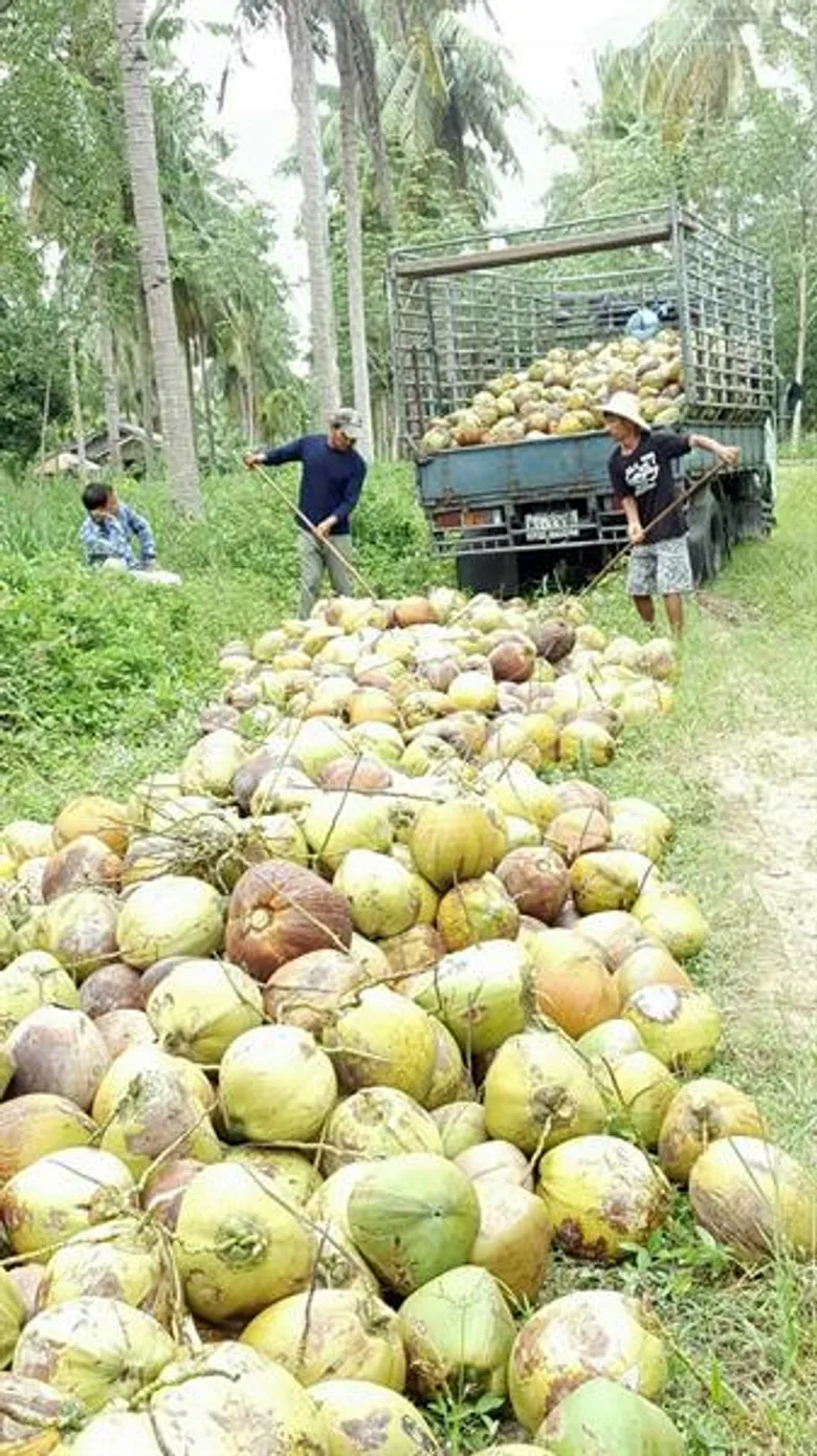 สถาบันอาหาร โชว์แผนพัฒนาเครือข่าย SME มะพร้าว กลุ่มทับสะแก ชูปลูกอินทรีย์ – แปรรูป “ผงชงพร้อมดื่ม”