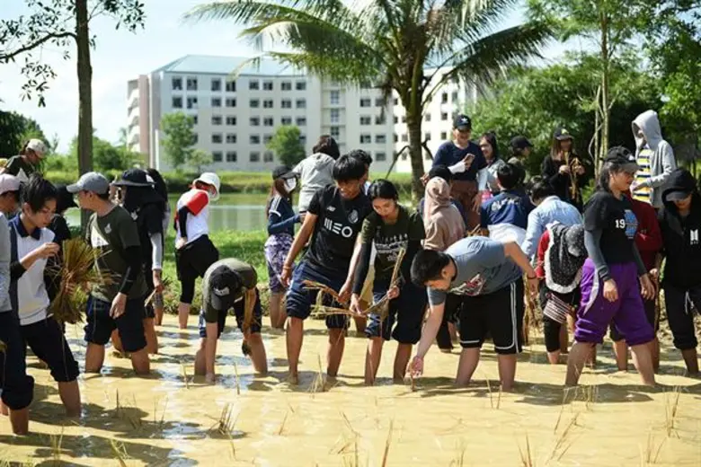 ม.สงขลานครินทร์ ตรัง ทำแปลงนาสาธิต ตามรอยพ่ออย่างพอเพียง