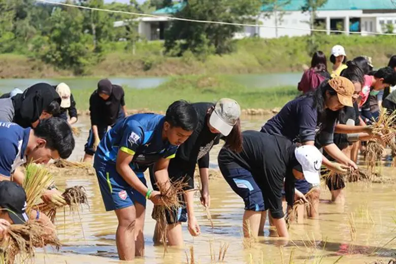 ม.สงขลานครินทร์ ตรัง ทำแปลงนาสาธิต ตามรอยพ่ออย่างพอเพียง