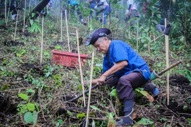 Flight of the Gibbon Continued Forest Restoration Project in Mae Kampong	